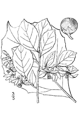 Big-leaf snowbell Big-leaf snowbell