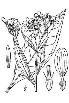 White Crownbeard