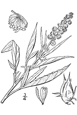 Silverleaf Povertyweed