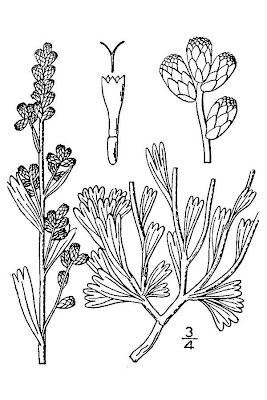 Common Sagebrush