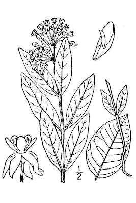Oval-leaf Milkweed