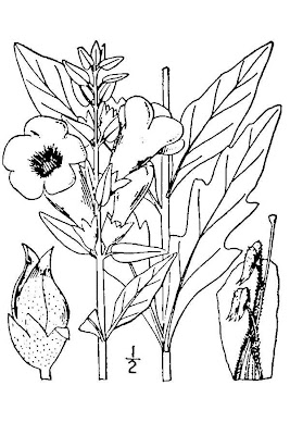 Smooth Yellow False Foxglove