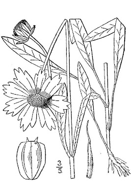 Garden Coreopsis
