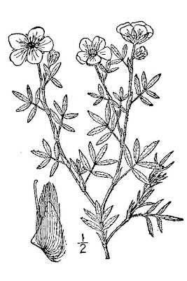 Shrubby Cinquefoil Shrubby Cinquefoil