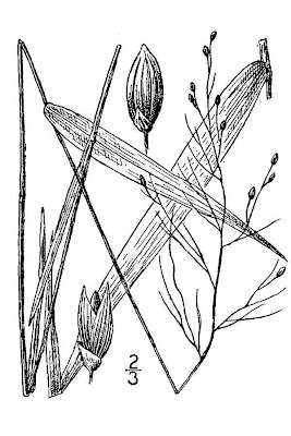 Woolly rosette grass