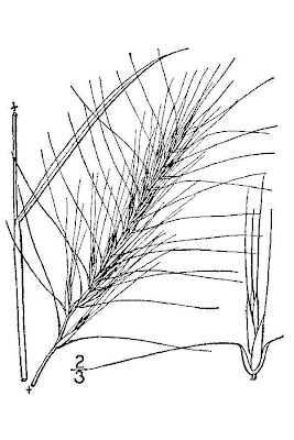 Squirreltail