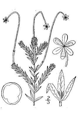 Western Waterweed