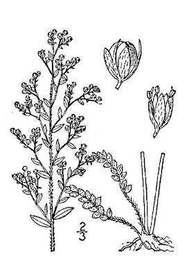Thyme-leaf Pinweed