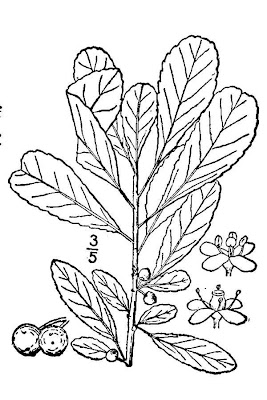Ilex decidua,
possum haw,
possumhaw,
Possumhaw Holly