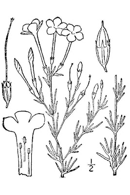 Flaxflowered Ipomopsis