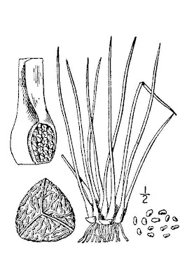 Big-spore quillwort Big-spore quillwort