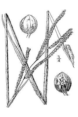 Field Crown Grass