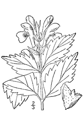 Showy Skullcap