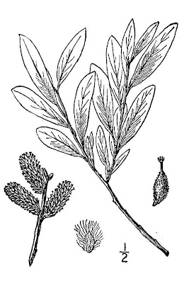 Satiny Willow