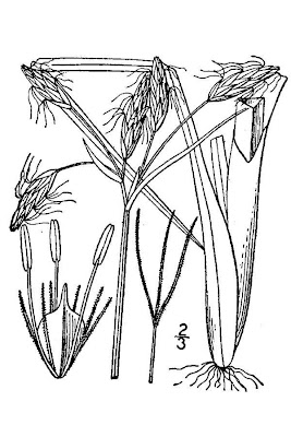 Canby's bulrush Canby's bulrush