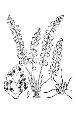 Woodsia glabella,
smooth woodsia