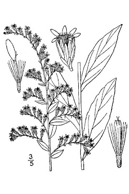 Elliott's goldenrod