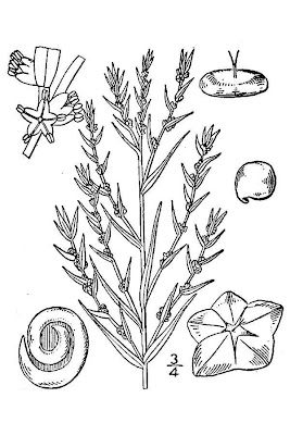 Annual Seepweed Annual Seepweed