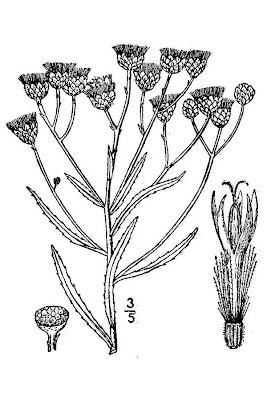 Plains Ironweed