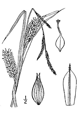 Hairy sedge