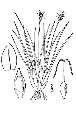 Cushion Sedge Cushion Sedge