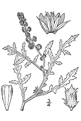 Artemisia,
sagebrush,
sagewort,
Wormwood Artemisia,
sagebrush,
sagewort,
Wormwood