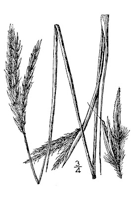 Big bluestem Big bluestem