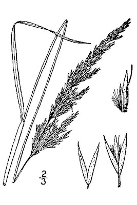 Porter's reedgrass Porter's reedgrass