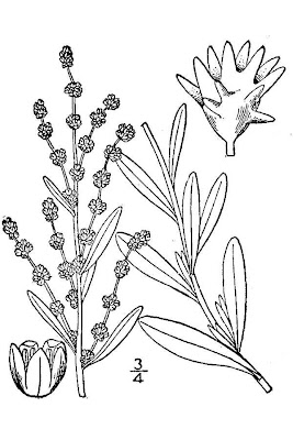 Nuttall's saltbush