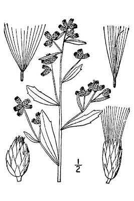 Baccharis salicina,
Emory's baccharis,
Emory's seepwillow,
Great Plains false willow,
Great Plains falsewillow,
willow baccharis