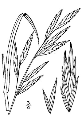 Pampas-Trespe