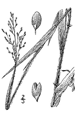 Blood panicgrass Blood panicgrass