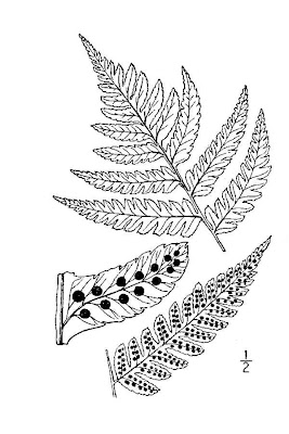 Clinton's woodfern Clinton's woodfern
