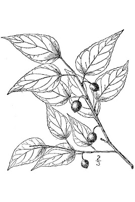 Dwarf hackberry