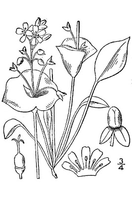 Miner's-lettuce Miner's-lettuce