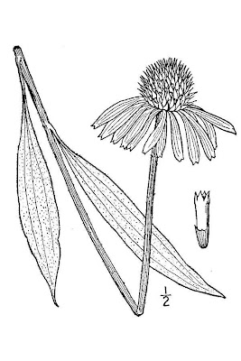 Echinacea paradoxa,
Bush's purple coneflower,
Bush's purple-coneflower
