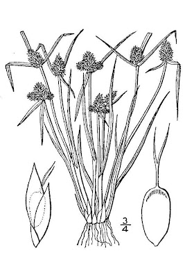 Low spikesedge