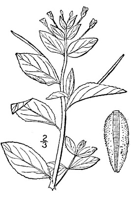 Hornemann's willowweed Hornemann's willowweed