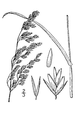 Cluster fescue Cluster fescue