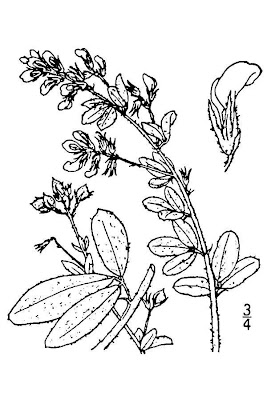 Britton's lespedeza Britton's lespedeza