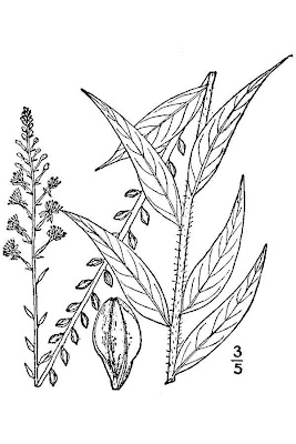 Velvetweed