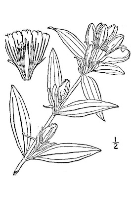 Harvestbells Harvestbells