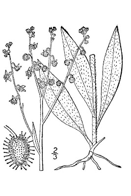 Hackelia deflexa var. americana,
American stickseed,
nodding stickseed