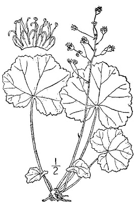 Littleflower alumroot Littleflower alumroot