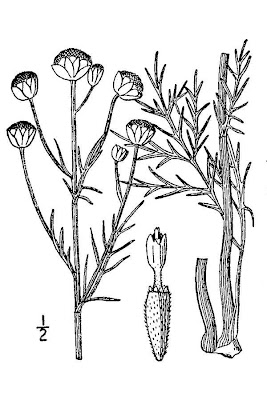 Finehair hymenopappus