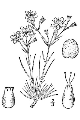 Fendler sandwort