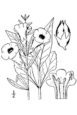 Entire Leaf Yellow False Foxglove