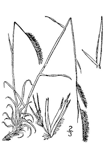 Mosquito Grass
