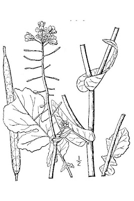 Field mustard
