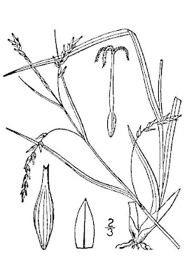 White Edge Sedge